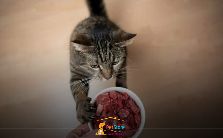 غذای مناسب برای گربه 