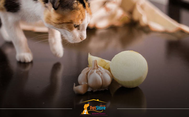 دادن پیاز به گربه