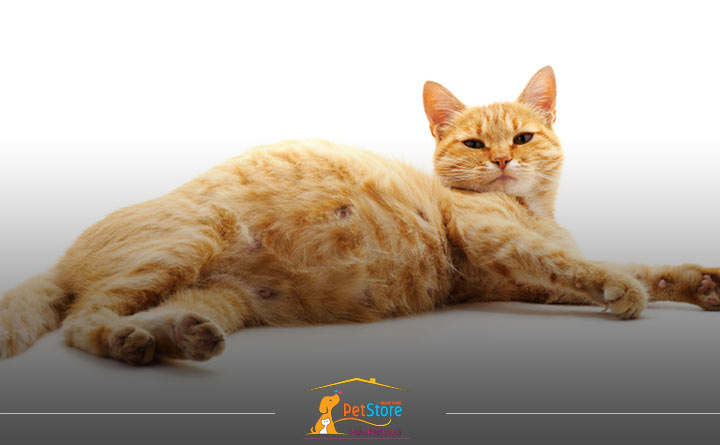 علائم گربه باردار