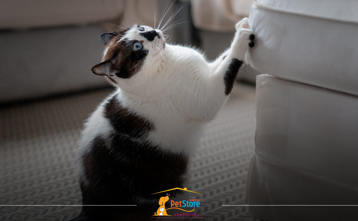 دلیل خراشیدن مبل توسط گربه