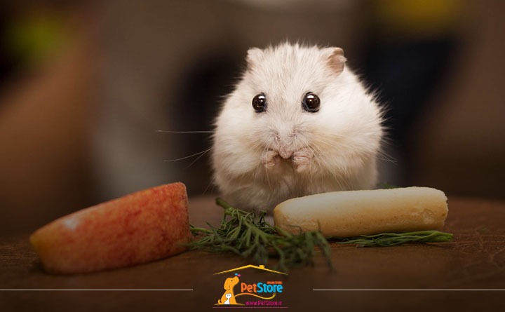 غذای مورد علاقه همستر