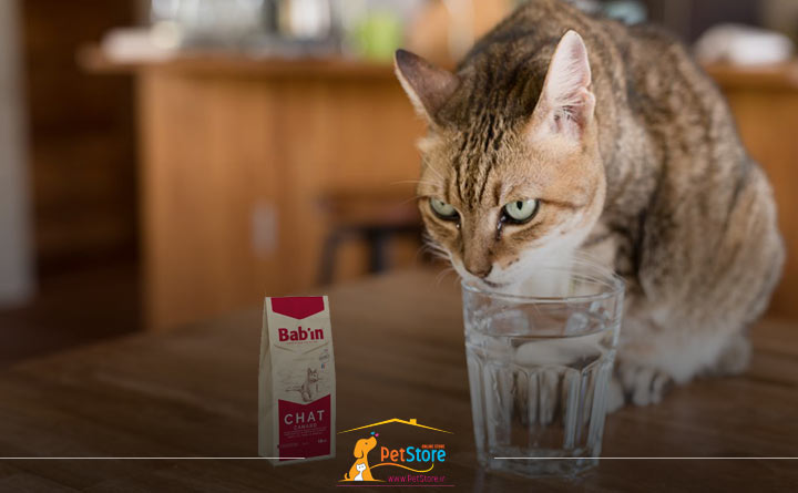 افزودن آب به غذای گربه