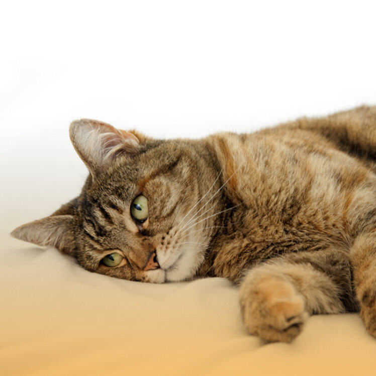 چگونه بفهمیم گربه در حال مرگ است؟