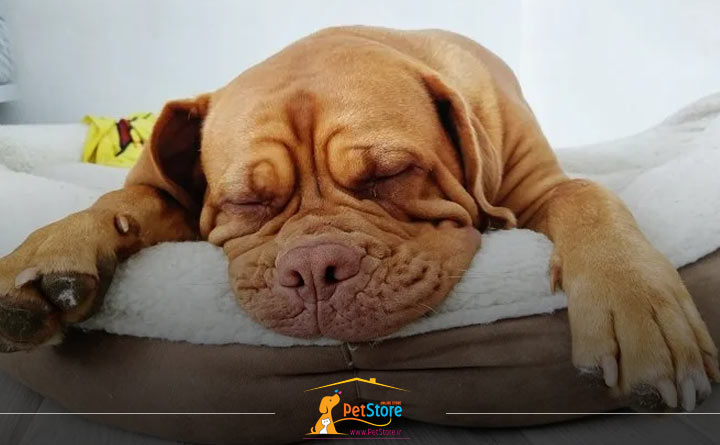 آموزش خوابیدن سگ در تخت خودش