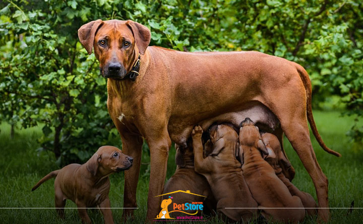 شیر مادر غذای توله سگ یک ماه 