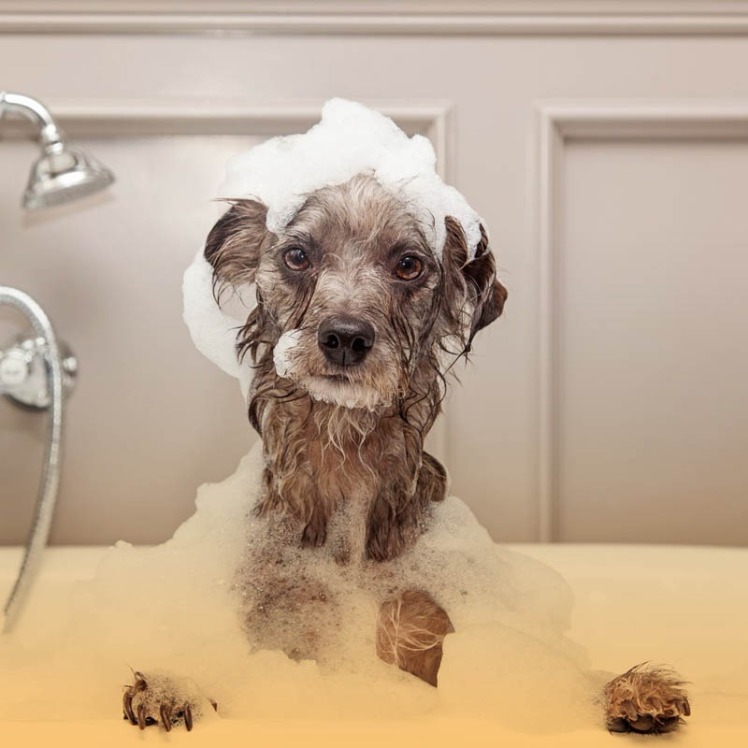 نکاتی که برای حمام کردن سگ باید بدانید