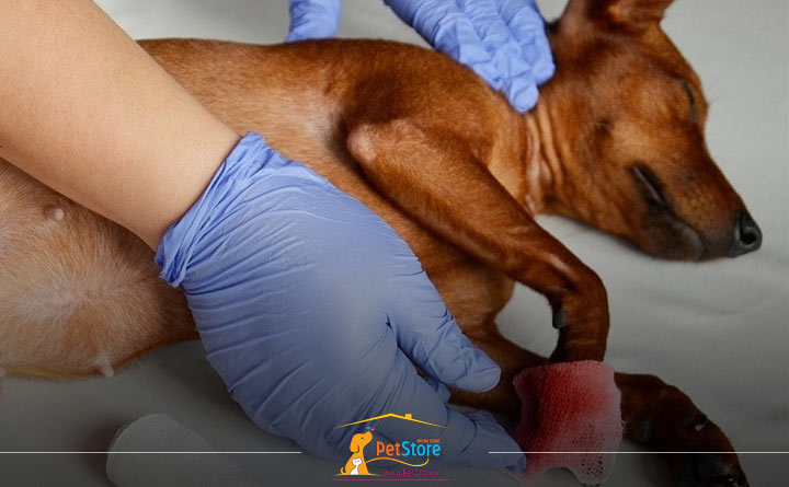 کمک های اورژانسی برای خون ریزی سگ