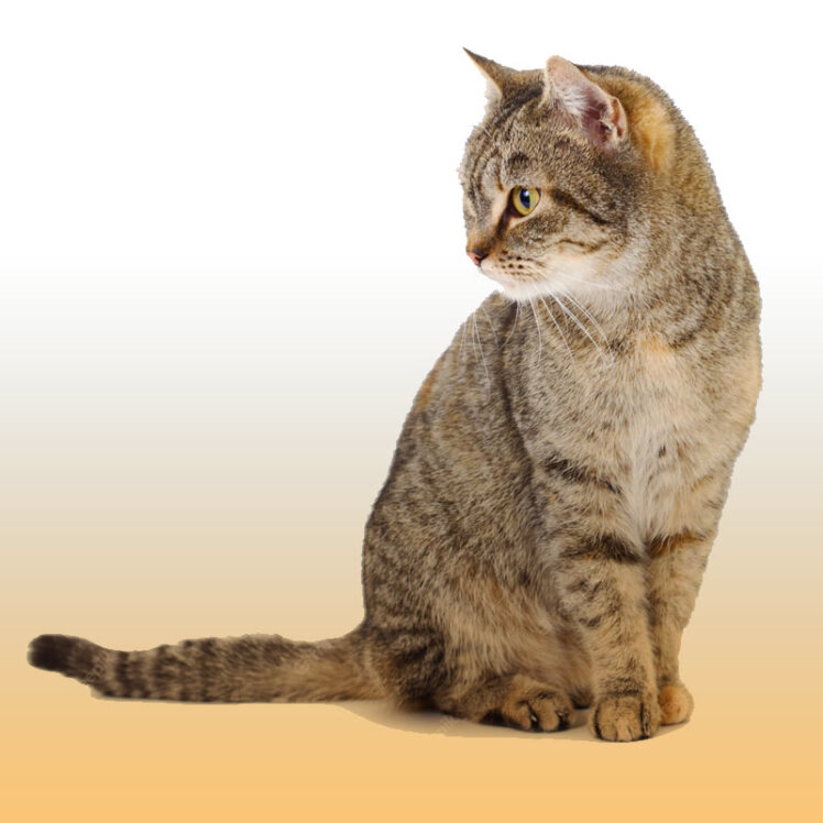 علائم و نشانه های بلوغ در گربه نر و ماده