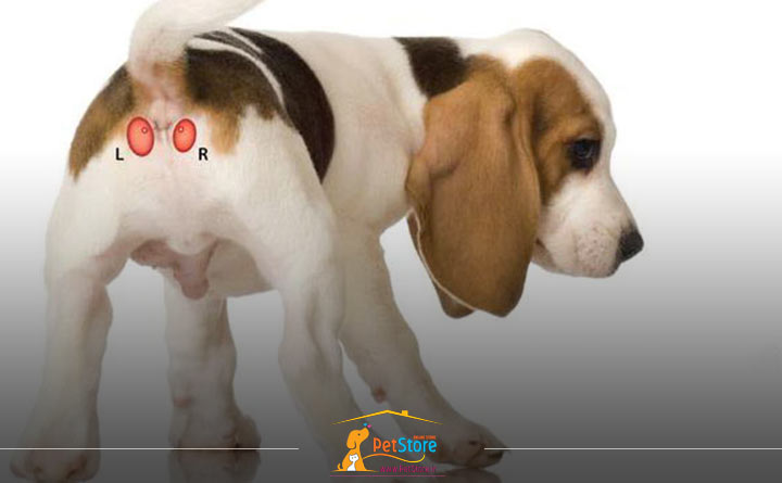 محل کیسه مقعدی سگ