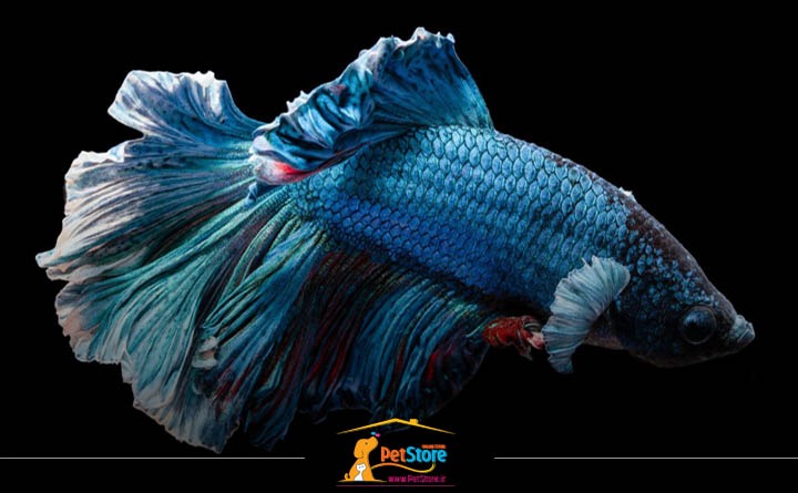 مشخصات ماهی فایتر