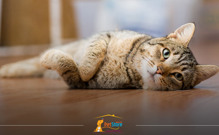 بیماری دیستمپر در گربه