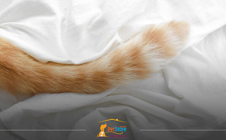 حرکات دم گربه