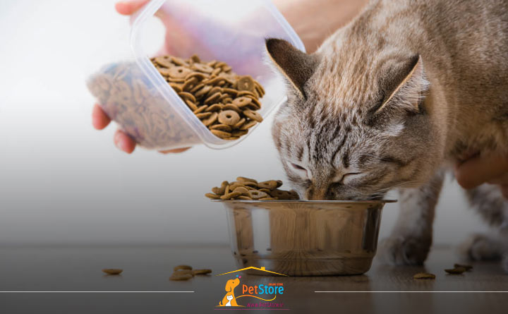 بهترین راهنما برای خرید غذای خشک گربه
