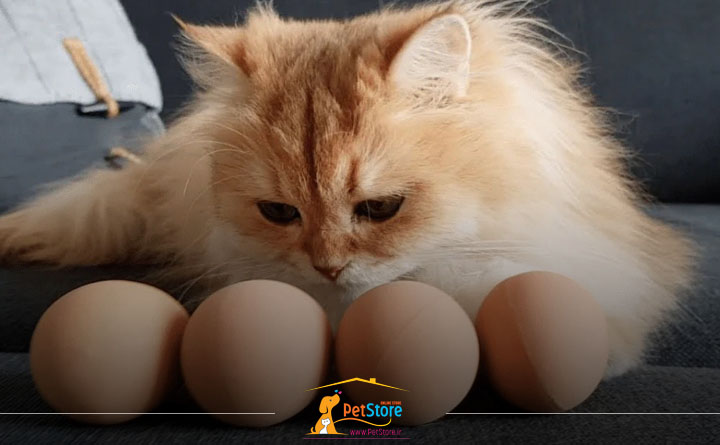  یک گربه چقدر می‌تواند در طول روز تخم مرغ مصرف کند