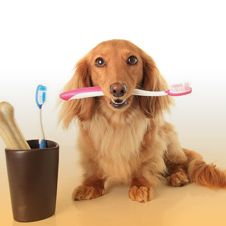 راهنمای خرید مسواک و خمیر دندان سگ