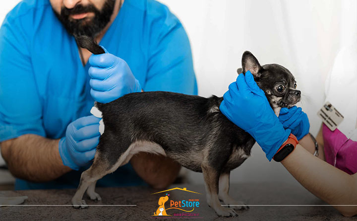 خالی کردن کیسه مقعدی سگ