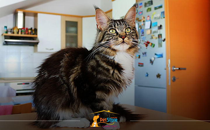 التماس گربه برای غذای تشویقی 