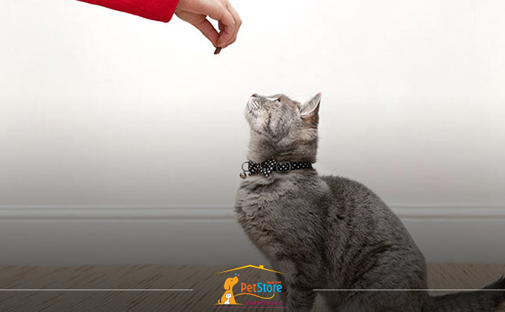 آموزش دادن به گربه با غذای تشویقی 