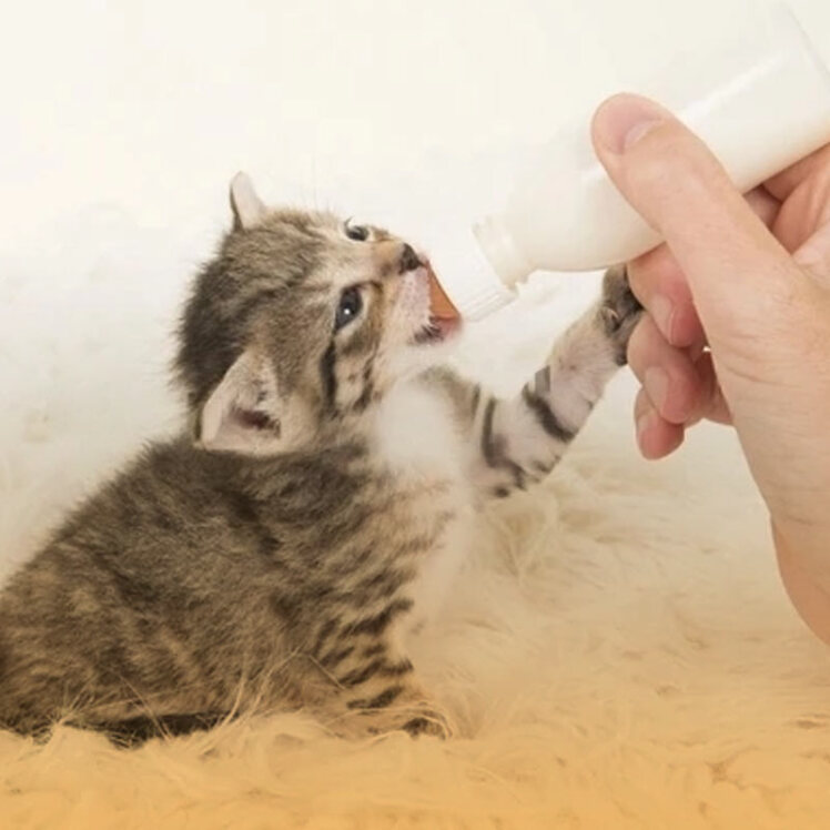 جایگزین شیر مادر برای بچه گربه که مادر ندارد