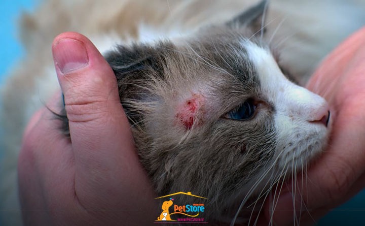 انواع مختف عفونت قارچی گربه