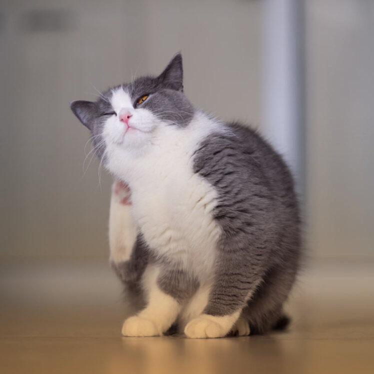 شایع ترین اختلالات و بیماری های پوستی گربه