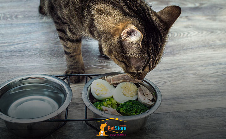 دادن تخم مرغ پخته به گربه