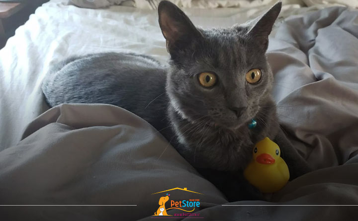 آوردن حیوانات یا اسباب بازی توسط گربه