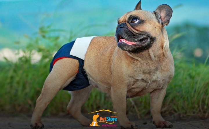 نشانه های پریود سگ