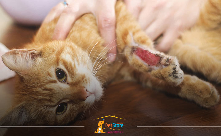 خون ریزی از واژن گربه