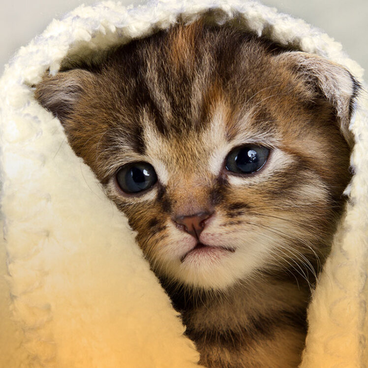 سرماخوردگی گربه چیست؟ علت و درمان