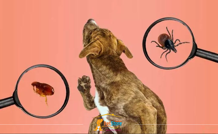 پیشگیری از کک و کنه در سگ