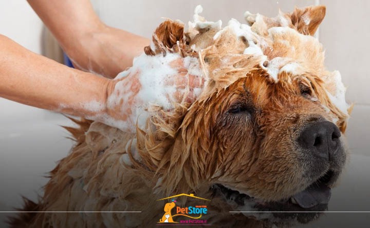 تعداد دفعات حمام کردن سگ