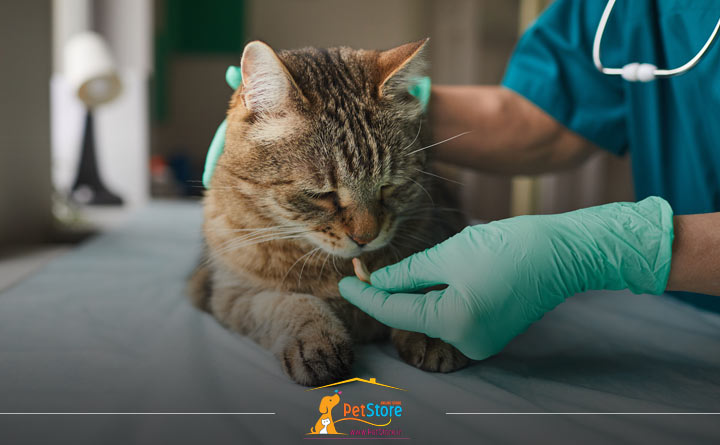 روشهای درمان مسمومیت گربه