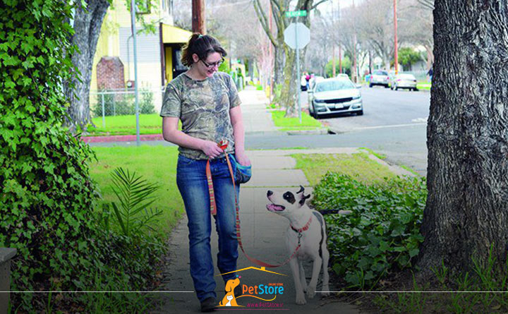 آموزش پیاده روی سگ