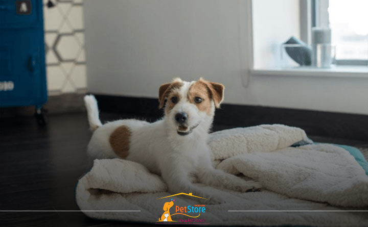 فضای آموزشی مناسب برای سگ