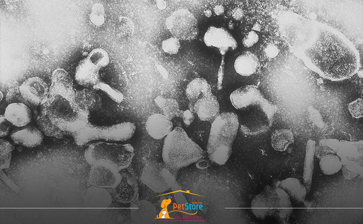 ویروس لوسمی گربه سانان