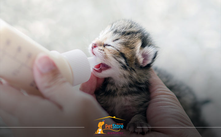 نحوه غذا دادن به گربه تازه متولد شده