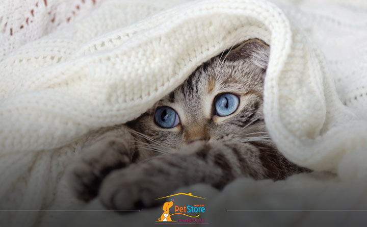 درمان سرماخوردگی گربه