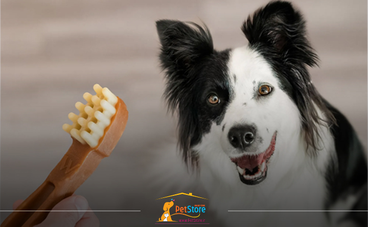 چگونه دندان های سگ را مسواک بزنیم؟