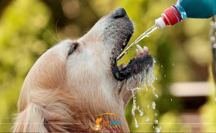 آب نوشیدن سگ