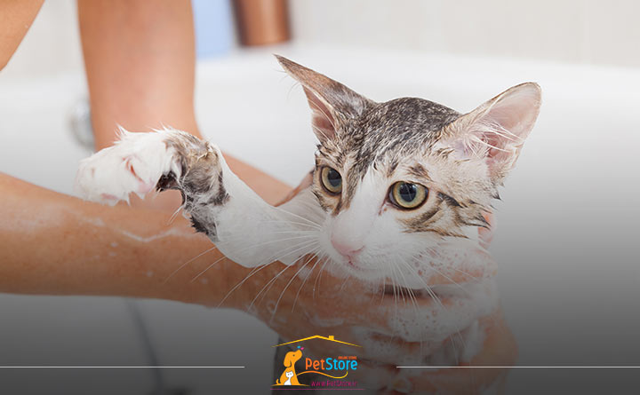 حمام کردن منظم گربه