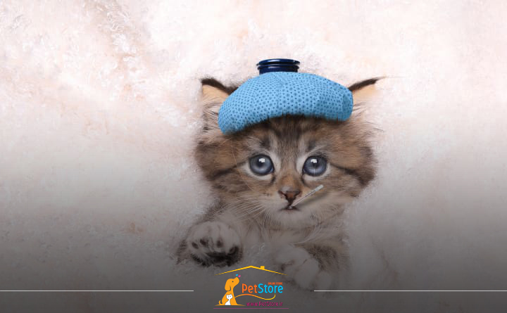 تقویت سیستم ایمنی بدن گربه یکی از کاربردهای غذای درمانی گربه