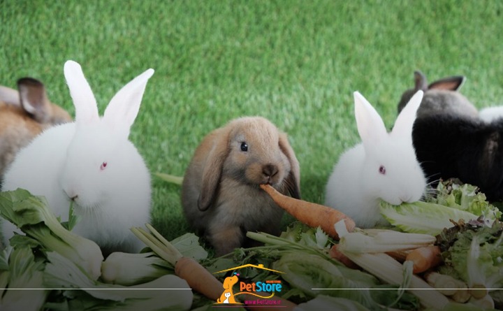 غذای انواع نژاد خرگوش