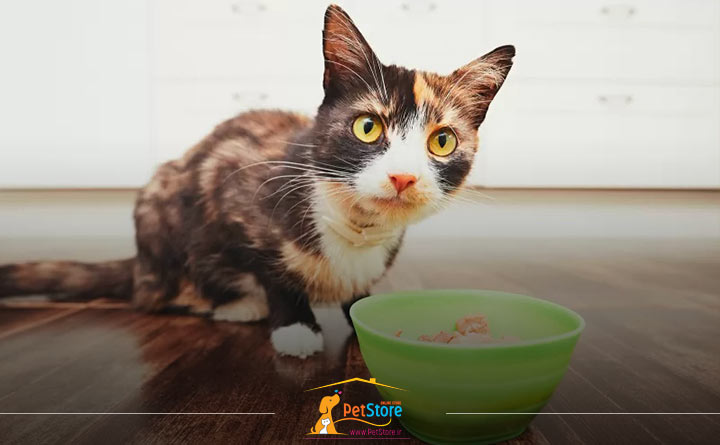 ریزش موی گربه به علت آلرژی غذایی