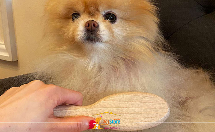 راهنمای خرید برس سگ