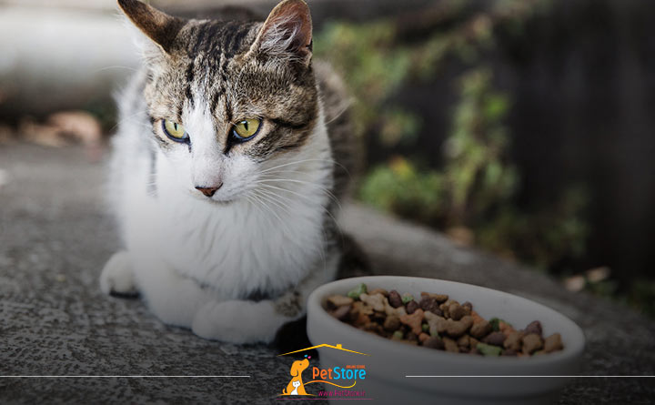 مراقبت های پس از عقیم کردن گربه