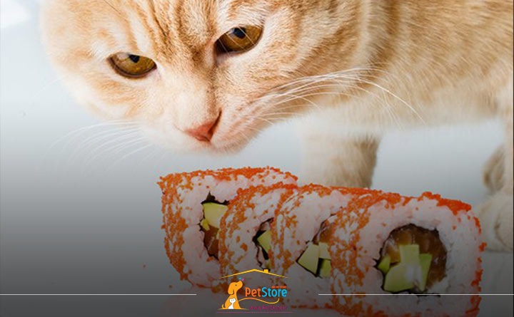 غذای مشابه انسان برای گربه