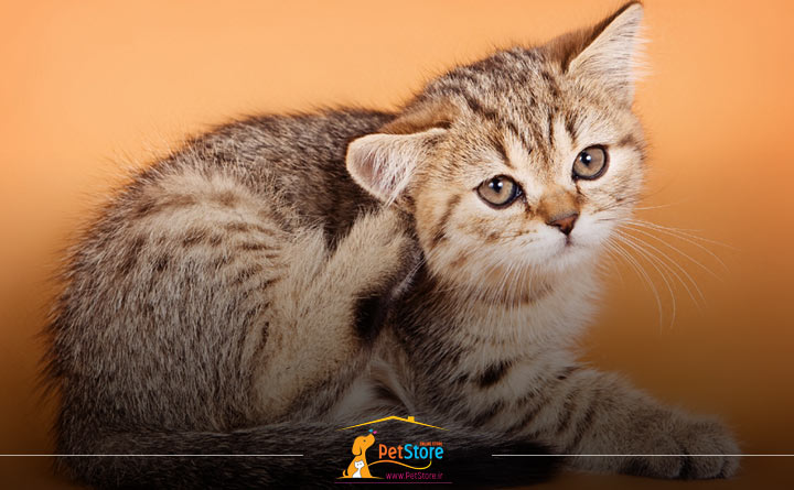 ریزش موی گربه به علت کک و کنه