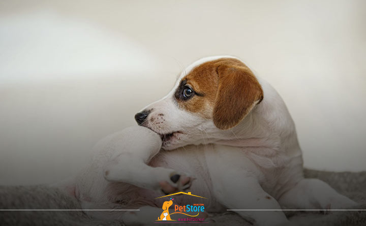 علائم آلرژی پوستی در حیوان خانگی