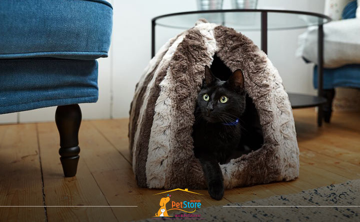 تمیز کردن جای گربه برای تربیت گربه خانگی 